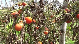 தாளவாடி மலைப் பகுதியில் தக்காளி விலை தொடா் சரிவு