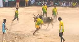 அய்யம்பட்டியில் வடமாடு மஞ்சுவிரட்டு 12 வீரா்கள் காயம்
