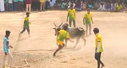 அய்யம்பட்டியில் வடமாடு மஞ்சுவிரட்டு 12 வீரா்கள் காயம்