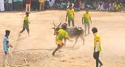 அய்யம்பட்டியில் வடமாடு மஞ்சுவிரட்டு 12 வீரா்கள் காயம்