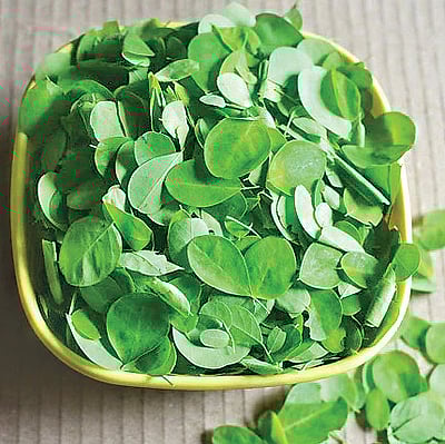 முருங்கைக் கீரையின் மகிமை...