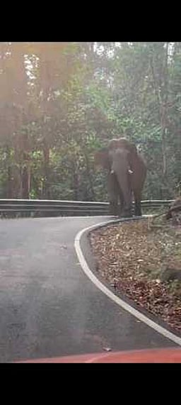 வால்பாறை - சாலக்குடி சாலையில் வாகனங்களை வழிமறிக்கும் யானை