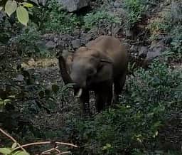 கோழிக்கரைப் பகுதியில் யானைகள் நடமாட்டம்: வனத் துறையினா் கண்காணிப்பு தீவிரம்