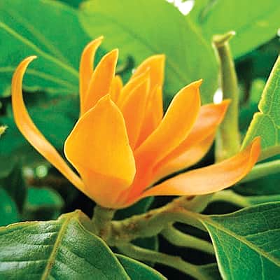 மகளிரும் மலர்களும்...