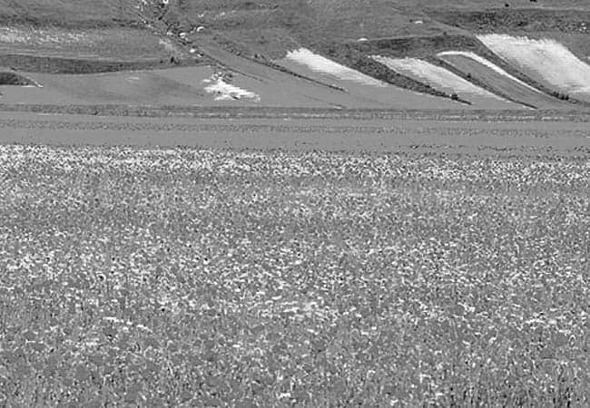 அழகான மலர் வயல்கள்