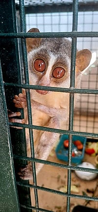 சிவகங்கை அருகே தேவாங்குகள் 
வேட்டையாடிய மூவா் கைது