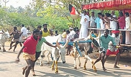 முதல்வா் பிறந்த நாள்: மாட்டு வண்டிப் பந்தயம்