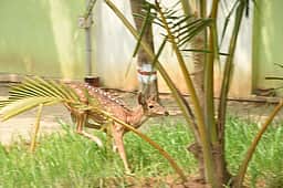 கிணற்றில் தவறி விழுந்த மான் உயிருடன் மீட்பு