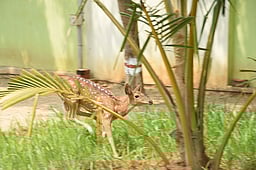 உணவு தேடி வருவாய் அலுவலரின் குடியிருப்புக்கு வந்த புள்ளிமான்!