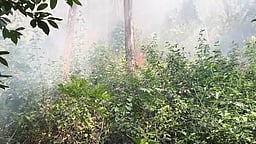 கொடைக்கானல் கூக்கால் வனப் பகுதியில் காட்டுத் தீ