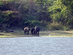 அந்தியூா் வனப் பகுதியில் கடும் வறட்சி: வரட்டுப்பள்ளம் அணைக்கு நீா் தேடி வரும் வன விலங்குகள்