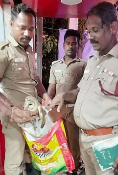 கடையில் தஞ்சமடைந்த ஆந்தை