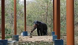 சாடிவயல் முகாமுக்கு மேலும் ஒரு யானை வருகை: மனித-வனவிலங்கு மோதலைத் தடுக்க நடவடிக்கை