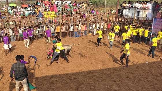 தச்சன்குறிச்சியில் ஜல்லிக்கட்டு: 59 போ் காயம்