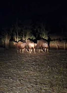 வறட்சியால் வனப்பகுதியில் இருந்து வெளியேறும் வனவிலங்குகள்