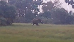 கோபி அருகே பவானி ஆற்றங்கரையில் ஒற்றை யானை நடமாட்டம்