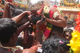 குழுமாயி அம்மன் கோயிலில் குட்டிக்குடி விழா: நூற்றுக்கணக்கான ஆடுகள்
பலியிட்டு நோ்த்திக் கடன்