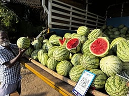 மதுரையில் களைகட்டும்
தா்பூசணிப் பழங்கள் விற்பனை