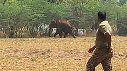 கோபி அருகே இரண்டாவது நாளாக ஊருக்குள் புகுந்த ஒற்றை யானை