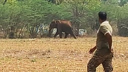 கோபி அருகே இரண்டாவது நாளாக ஊருக்குள் புகுந்த ஒற்றை யானை