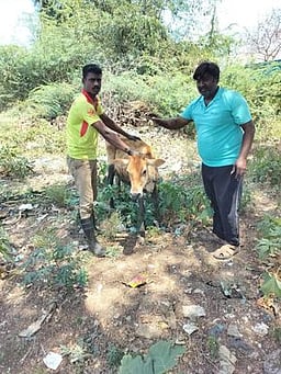 உய்யக்கொண்டான் வாய்க்கால்
சேற்றில் சிக்கிய பசு மாடு மீட்பு