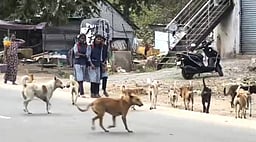 செங்கத்தில் தெரு நாய்களால் பொதுமக்கள் அவதி