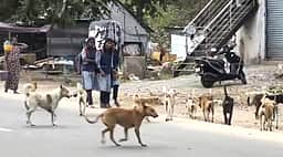 செங்கத்தில் தெரு நாய்களால் பொதுமக்கள் அவதி