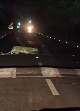 பண்ணாரி அருகே சாலையைக் கடந்த சிறுத்தை: வாகன ஓட்டிகள் அச்சம்