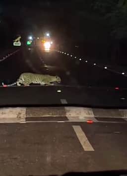 பண்ணாரி அருகே சாலையைக் கடந்த சிறுத்தை: வாகன ஓட்டிகள் அச்சம்