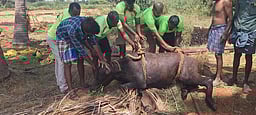 ஆலங்குளம் அருகே கிணற்றில் விழுந்த எருமை மாடு மீட்பு