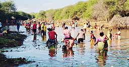 மாங்குடி பெரிய கண்மாயில் 
மீன்பிடித் திருவிழா