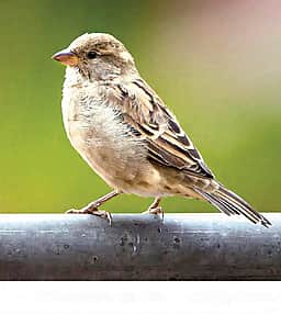 பறவைகள் பலவிதம்...!