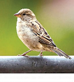 பறவைகள் பலவிதம்...!