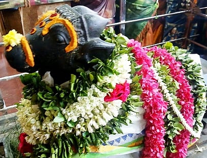 பிரதோஷத்தையொட்அருள்மிகு சோமேஸ்வரா் கோயில் உள்ள நந்திபகவானுக்கு திங்கள்கிழமை செய்யப்பட்டிருந்த சிறப்பு அலங்காரம்.