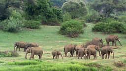 உடுமலை வனப் பகுதியில் கடும் வறட்சி: குடிநீருக்காக அலைமோதும் யானைகள் கூட்டம்