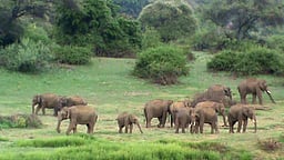 உடுமலை வனப் பகுதியில் கடும் வறட்சி: குடிநீருக்காக அலைமோதும் யானைகள் கூட்டம்