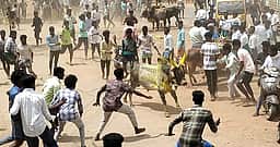 சிங்கம்புணரியில் 
இளவட்ட மஞ்சுவிரட்டு