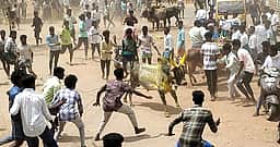 சிங்கம்புணரியில்
இளவட்ட மஞ்சுவிரட்டு
