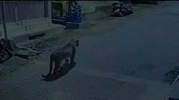 கோத்தகிரியில் குடியிருப்புப் பகுதியில் உலவிய சிறுத்தை