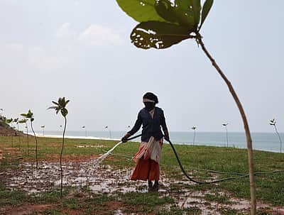 ஜூனில் 50,000 மரக்கன்றுகள் நடத் திட்டம்