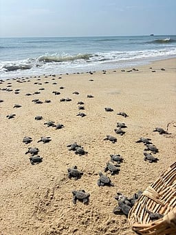 கடலில் விடப்பட்ட ஆலிவ் ரெட்லி ஆமைக் குஞ்சுகள்