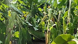 கடலூரில் சூறைக்காற்றால் 100 ஏக்கரில் வாழைகள் சேதம்: கோடை மழையால் முந்திரி, பலா விவசாயிகள் திருப்தி