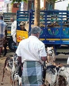 ரமலான் பண்டிகை: ஒடுகத்தூா் சந்தையில் களைகட்டிய ஆடுகள் விற்பனை!