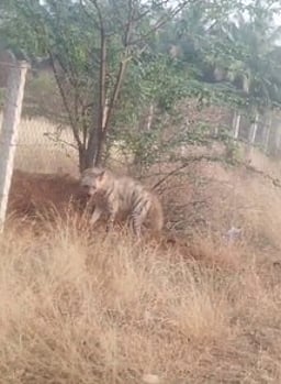 கம்பிவேலியில் சிக்கித் தவித்த கழுதைப் புலி