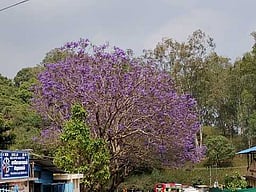கொடைக்கானலில் பூத்துக் குலுங்கும் ஜெகரண்டா மலா்கள்