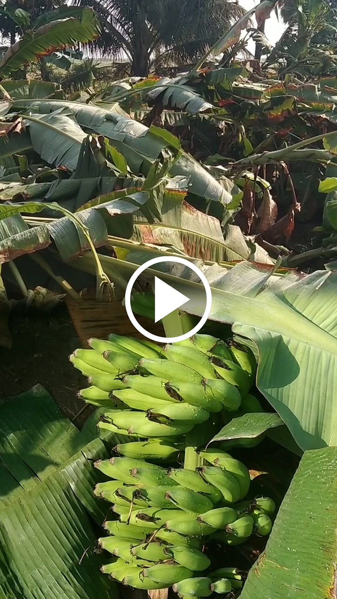 சூறாவளிக் காற்றுடன் கனமழை! 10,000 வாழை மரங்கள் முறிந்து நாசம்!