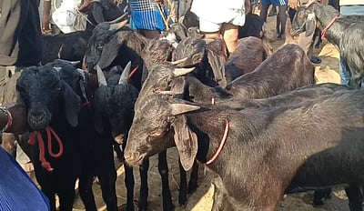 நாளை ரம்ஜான் பண்டிகை: ராணிப்பேட்டை வாரச்சந்தையில் ஆடுகள் விற்பனை அமோகம்!
