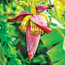 வாழைப்பூ சாப்பிட்டால் என்னென்ன நன்மைகள்?