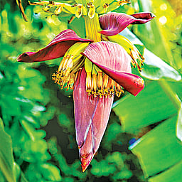 வாழைப்பூவின் நன்மைகள்