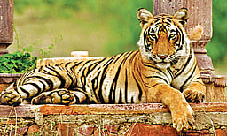 மச்சிலி...